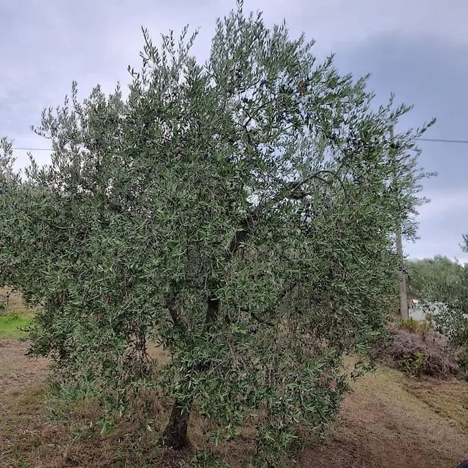 Agriturismo - La Capra Amaltea Cortona Italien
