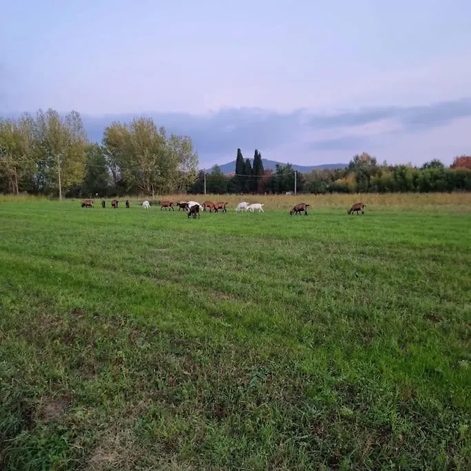 Agriturismo - La Capra Amaltea Cortona